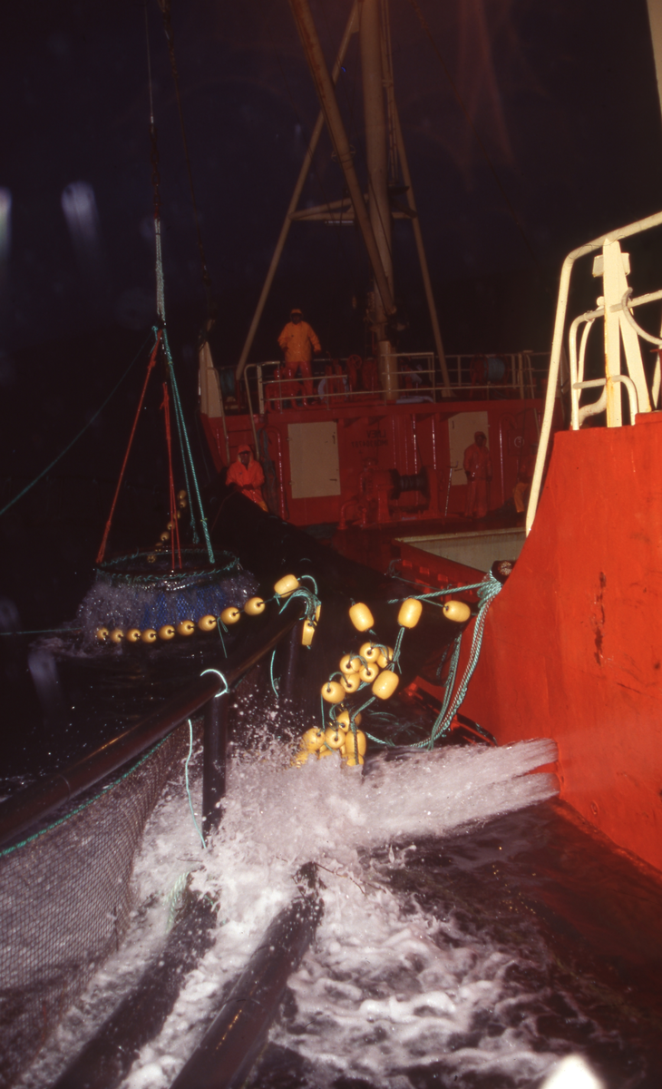 Brønnbåt ved oppdrettsmerde, fisk håves over i båten