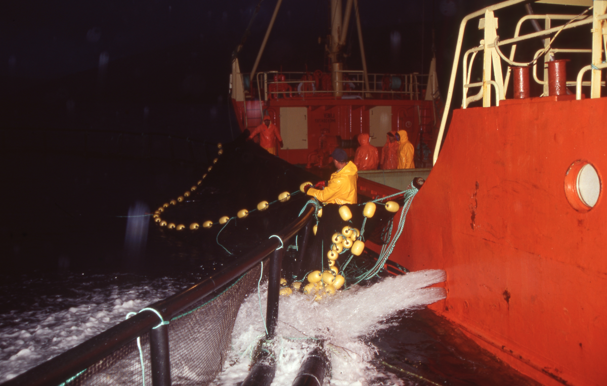 Brønnbåt ved oppdrettsmerde, fisk håves over i båten