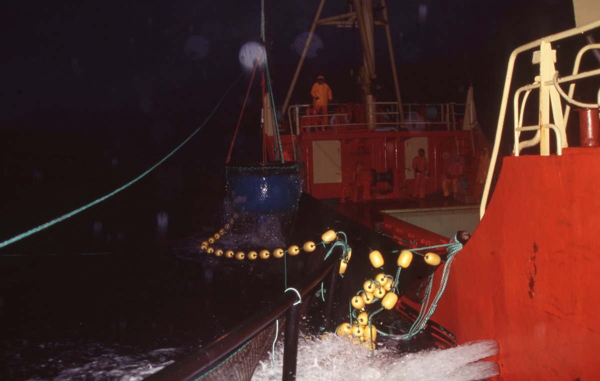 Brønnbåt ved oppdrettsmerde, fisk håves over i båten
