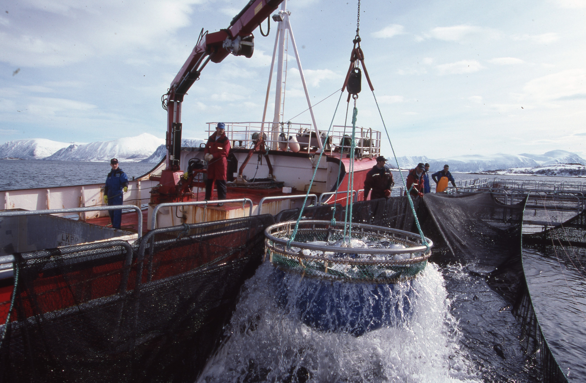 Alsvåg havbruk : Brønnbåten Starfrakt laster slakteklar fisk