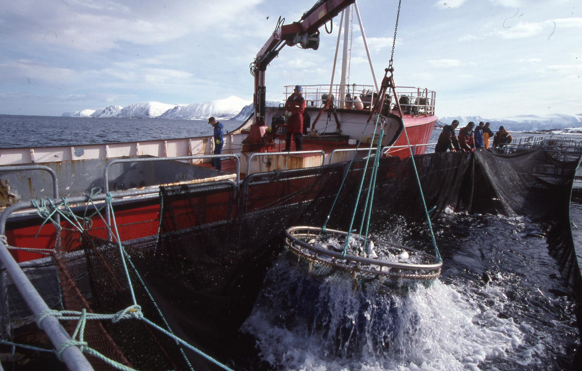 Alsvåg havbruk : Brønnbåten Starfrakt laster slakteklar fisk