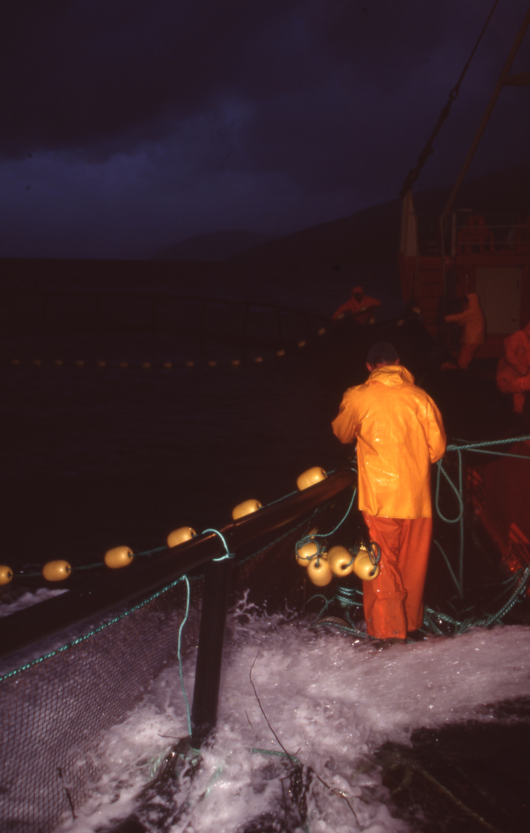 Brønnbåt ved oppdrettsmerde, fisk håves over i båten