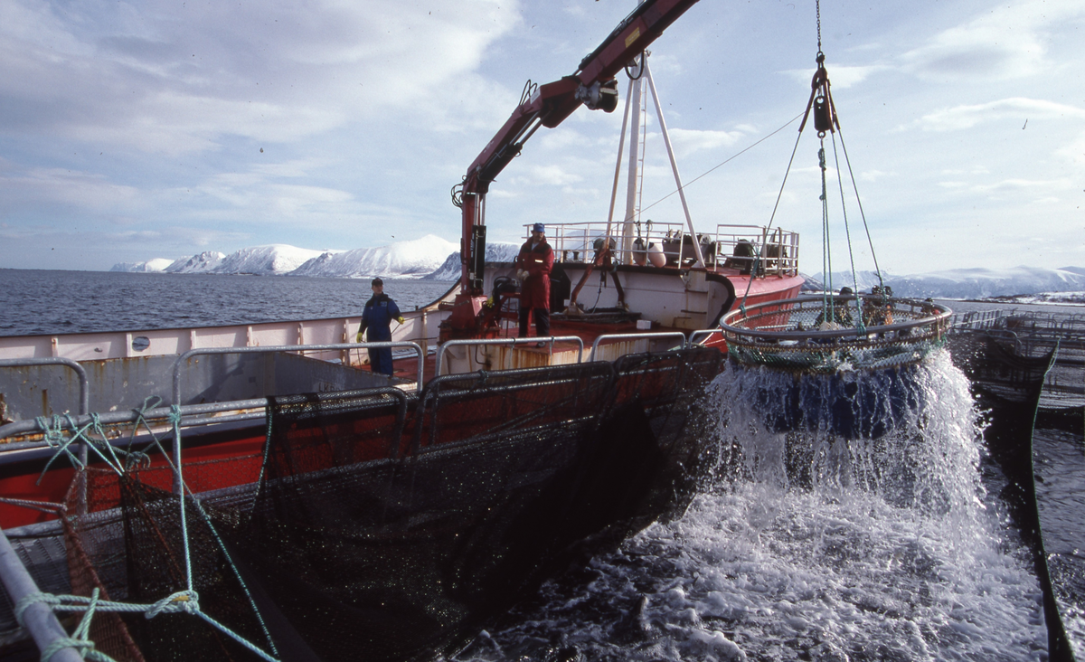 Alsvåg havbruk : Brønnbåten Starfrakt laster slakteklar fisk