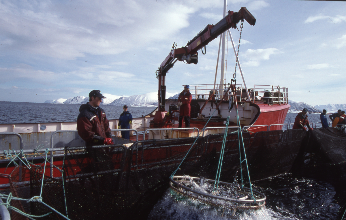 Alsvåg havbruk : Brønnbåten Starfrakt laster slakteklar fisk