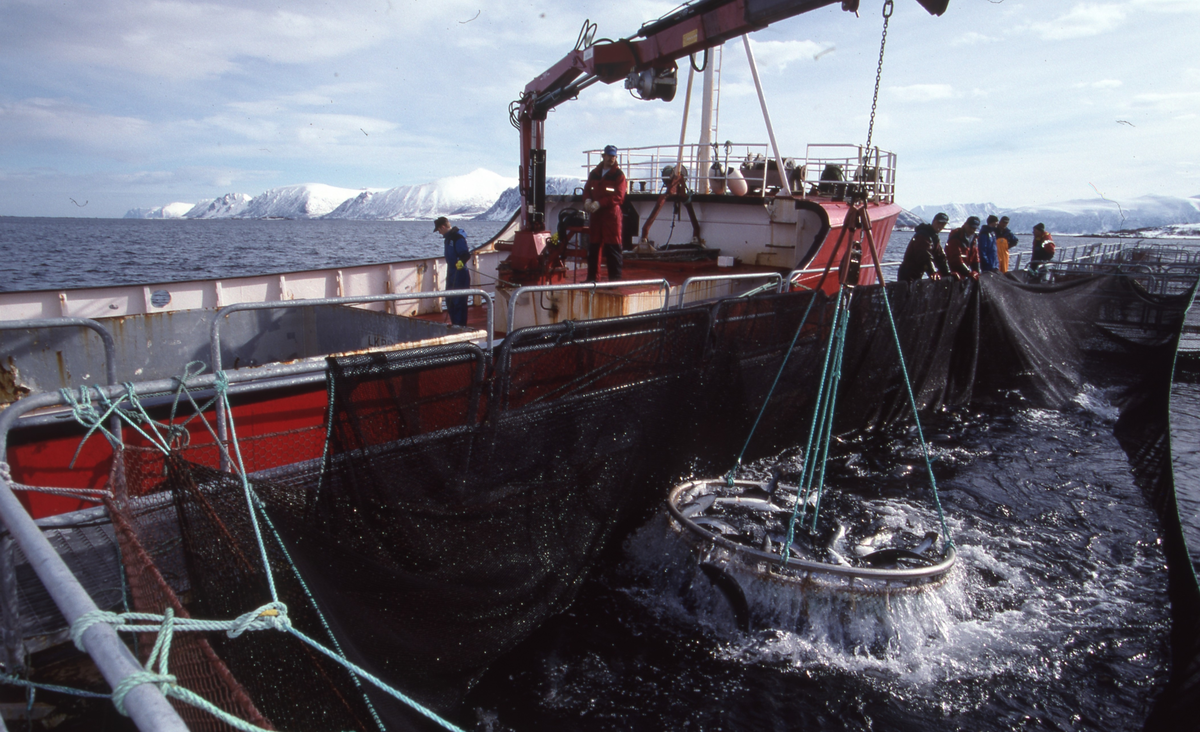 Alsvåg havbruk : Brønnbåten Starfrakt laster slakteklar fisk