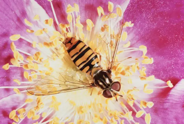 Et vepselignende insekt i gule støvbærere og rosa kronblader