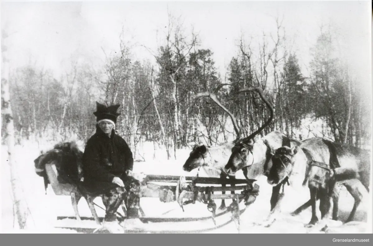 Leonard Kærna, Pasvikdalen 1939.
Ekte tundraslede trukket av et reinspann på tre dyr.