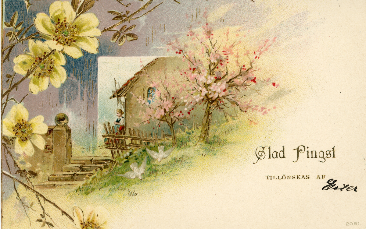 Brevkort adresserat till fröken Valborg....?! 1902. Motiv av en stuga och blommande träd. Text på framsidan: "Glad Pingst tillönskas af Ester".
