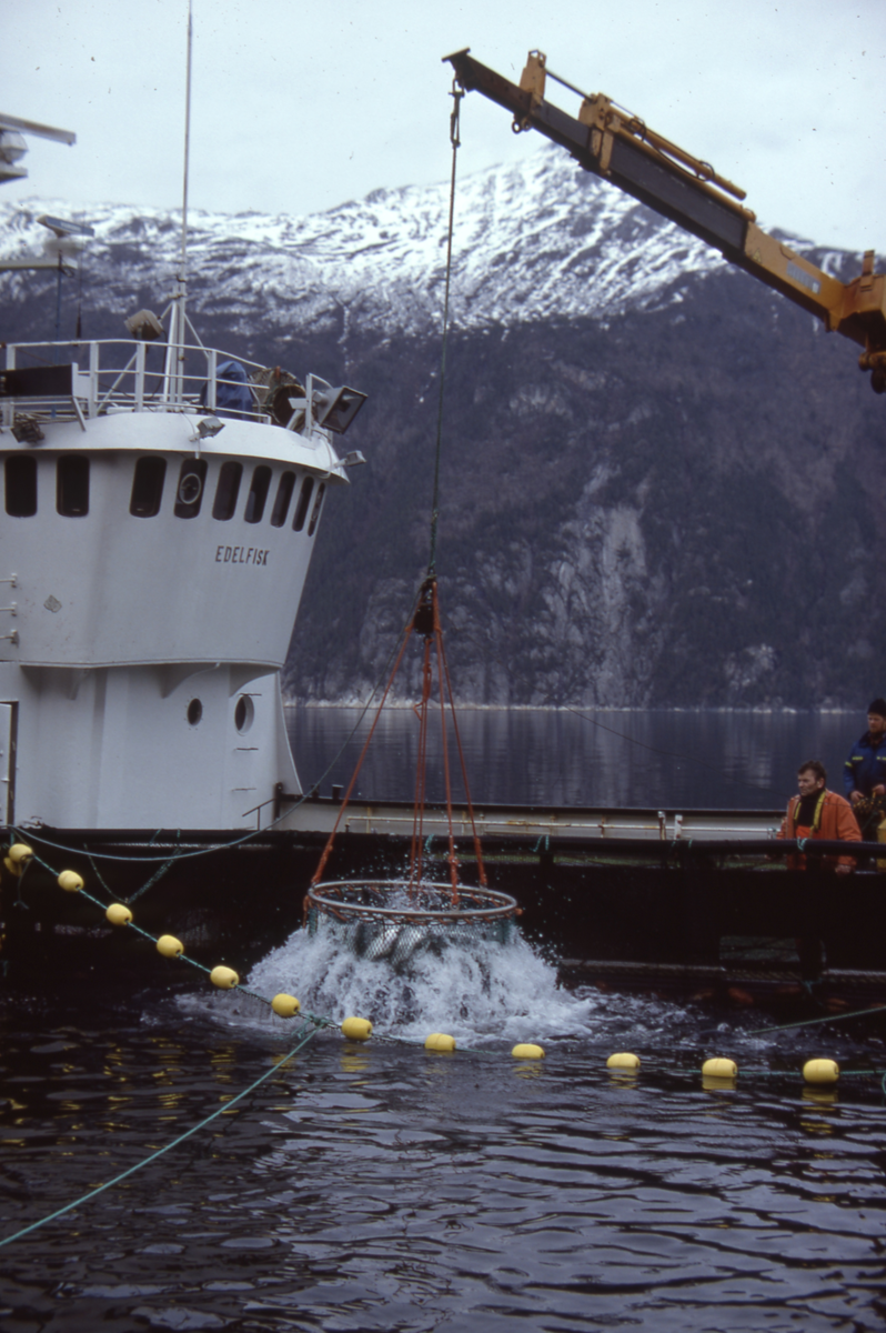 Brønnbåten Edelfisk : Laks håves ut av merda
