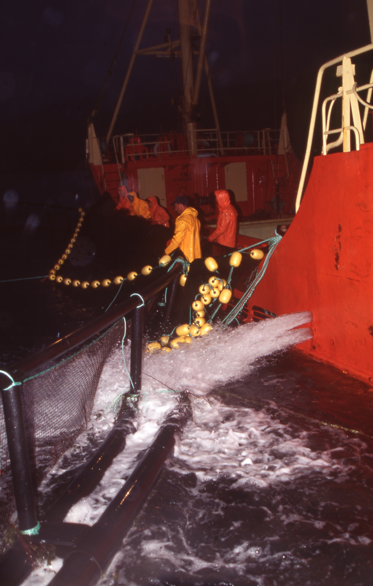 Brønnbåt ved oppdrettsmerde, fisk håves over i båten