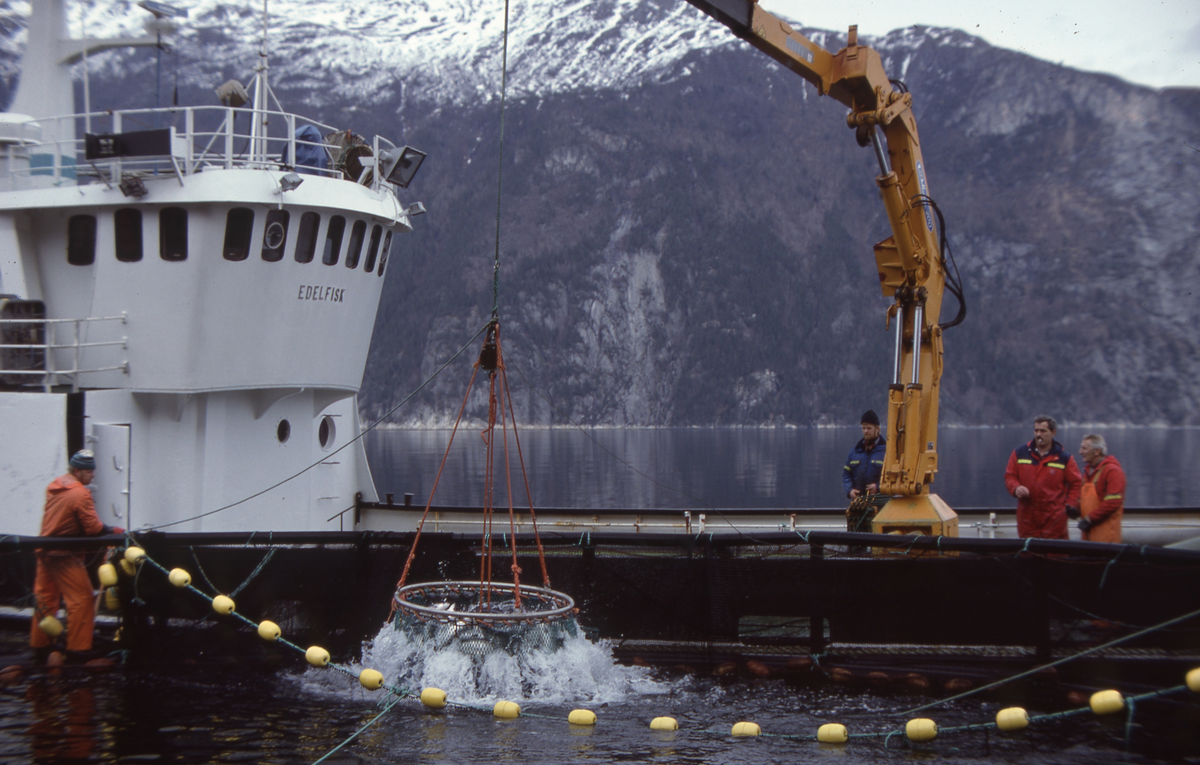Brønnbåten Edelfisk : Laks håves ut av merda