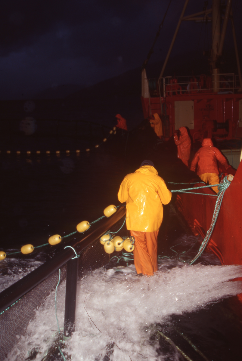 Brønnbåt ved oppdrettsmerde, fisk håves over i båten