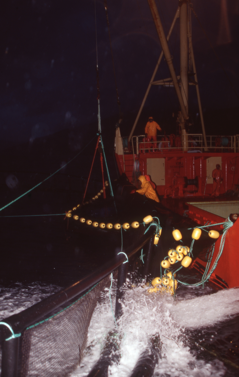Brønnbåt ved oppdrettsmerde, fisk håves over i båten