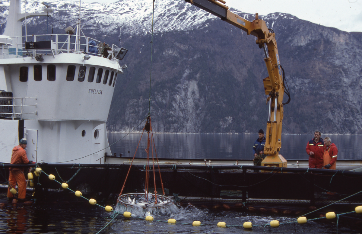 Brønnbåten Edelfisk : Laks håves ut av merda