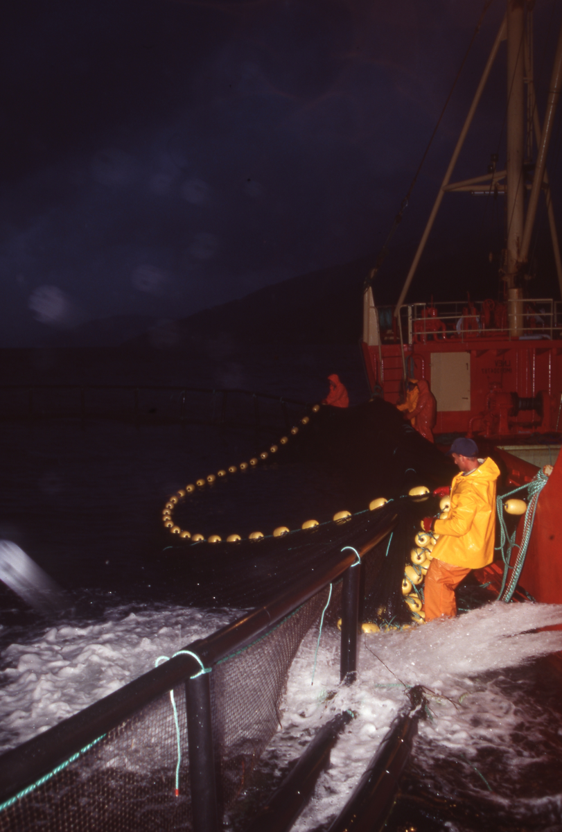 Brønnbåt ved oppdrettsmerde, fisk håves over i båten