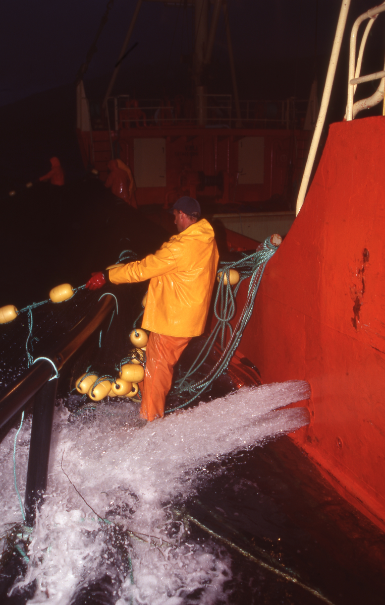 Brønnbåt ved oppdrettsmerde, fisk håves over i båten