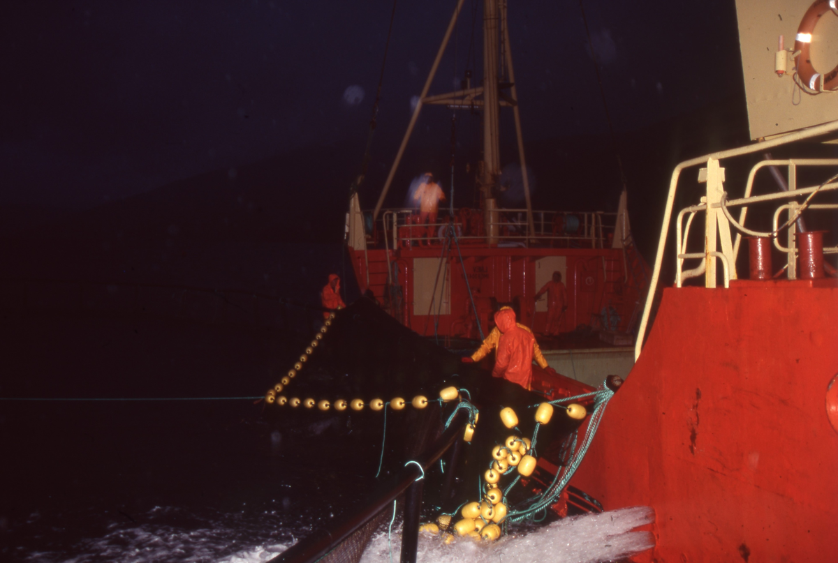 Brønnbåt ved oppdrettsmerde, fisk håves over i båten