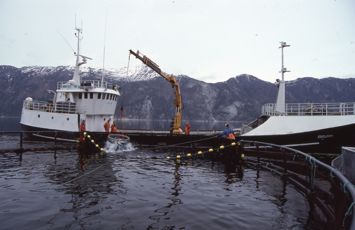 Brønnbåten Edelfisk : Laks håves ut av merda
