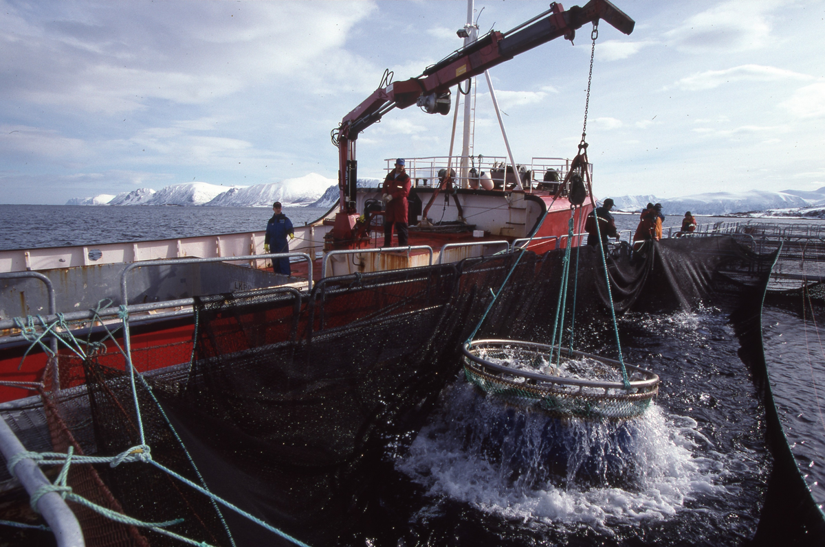 Alsvåg havbruk : Brønnbåten Starfrakt laster slakteklar fisk