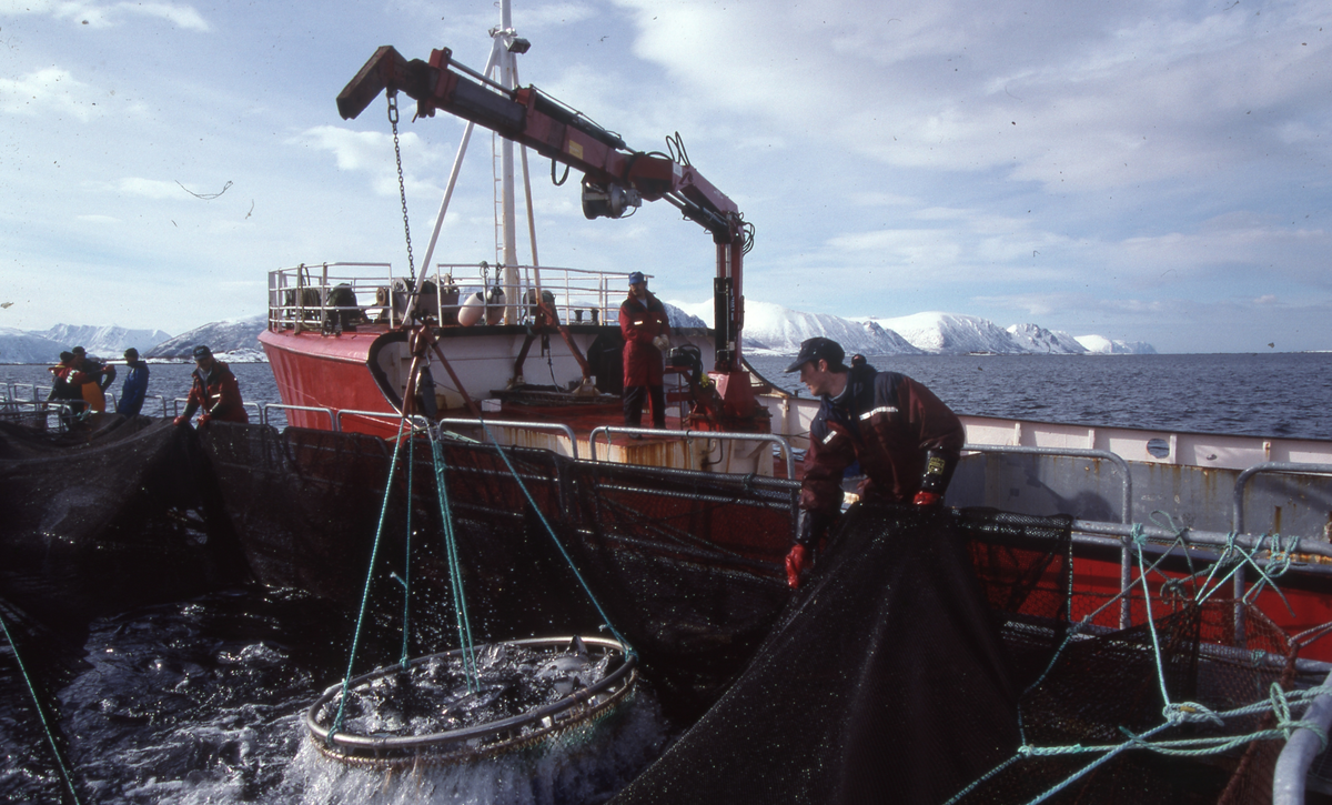 Alsvåg havbruk : Brønnbåten Starfrakt laster slakteklar fisk