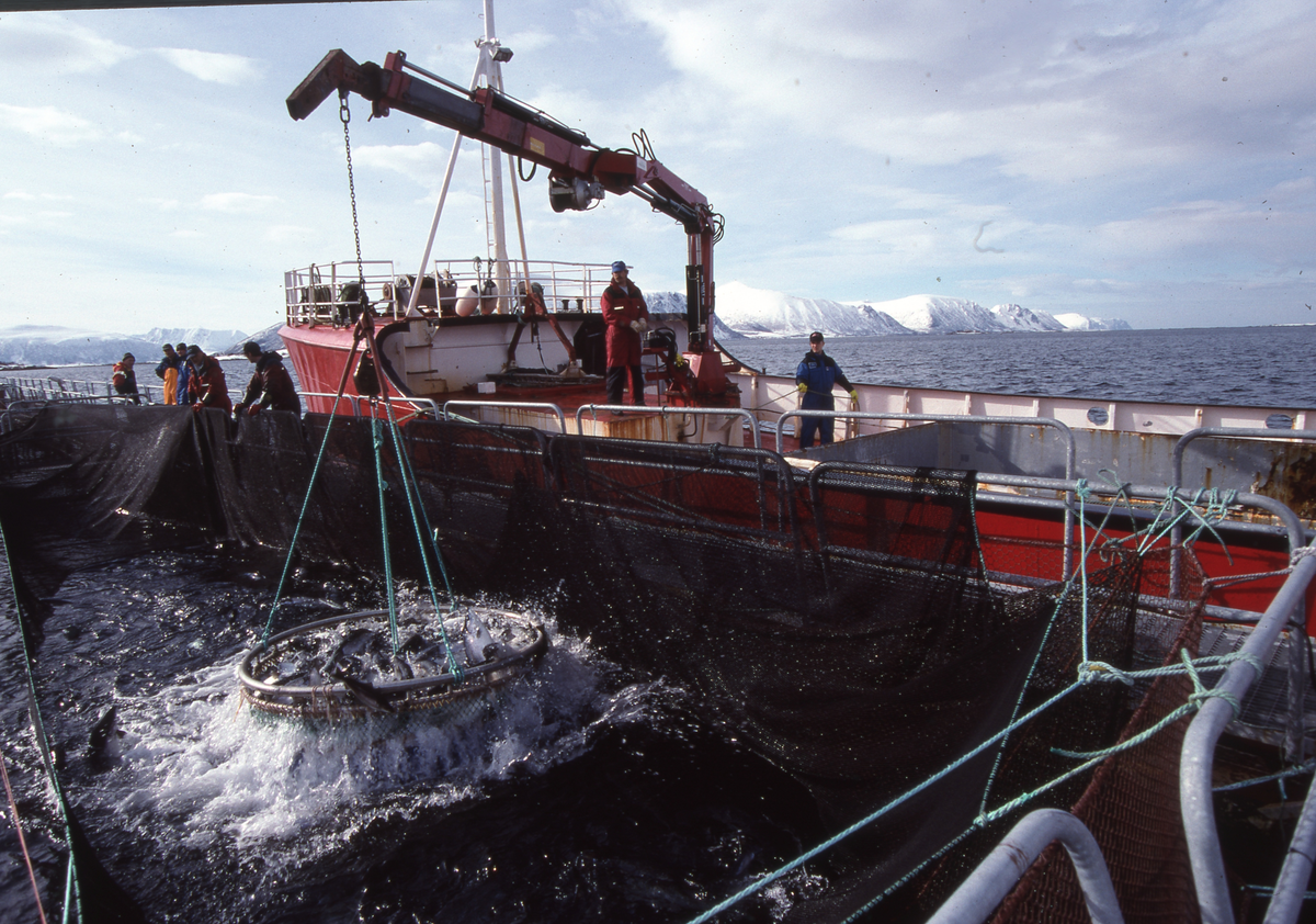 Alsvåg havbruk : Brønnbåten Starfrakt laster slakteklar fisk