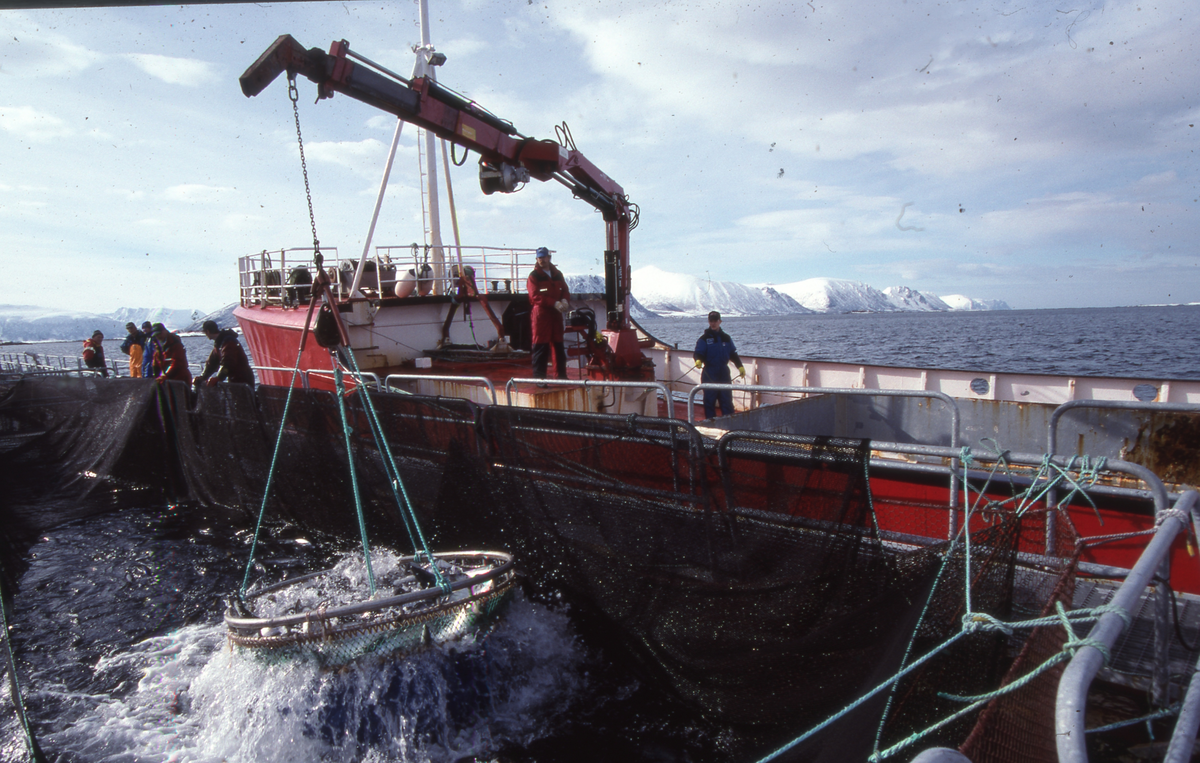 Alsvåg havbruk : Brønnbåten Starfrakt laster slakteklar fisk