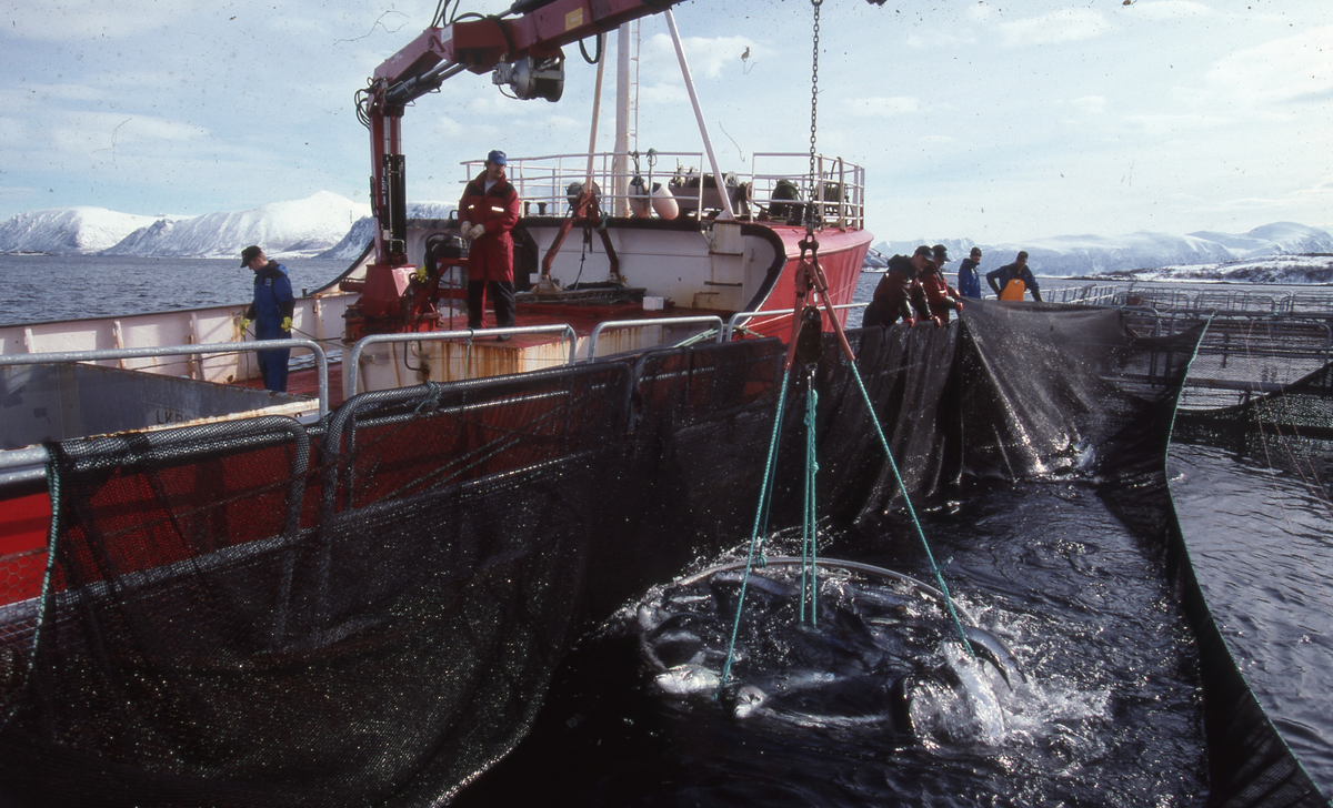 Alsvåg havbruk : Brønnbåten Starfrakt laster slakteklar fisk