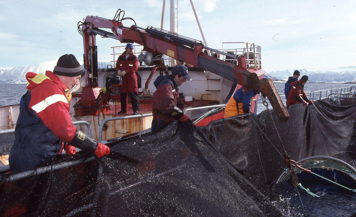 Alsvåg havbruk : Brønnbåten Starfrakt laster slakteklar fisk