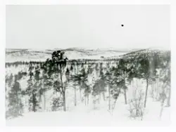 Landskapsbildet tatt i Pasvik. Bygning (mulig Strand internatskole) litt til høyre midt på bildet, sett mot Langvatnet.