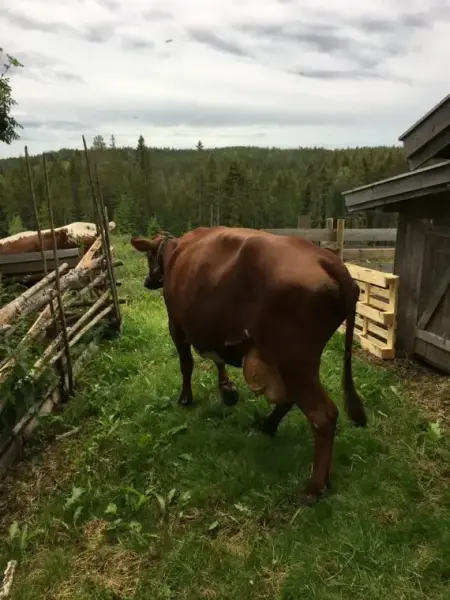 Ku på veg ut på vangen, Skålbergsætra
