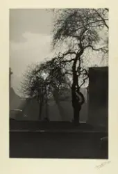 Et tre, utstillingsbilde.