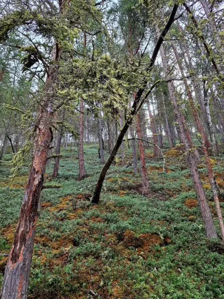Skog