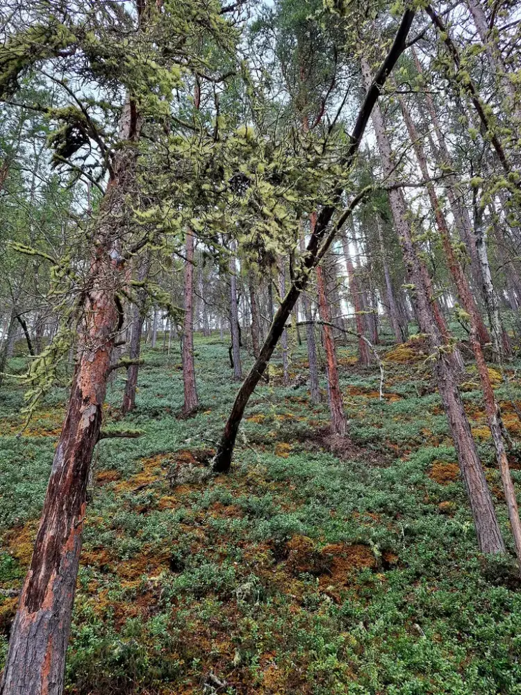 Skog