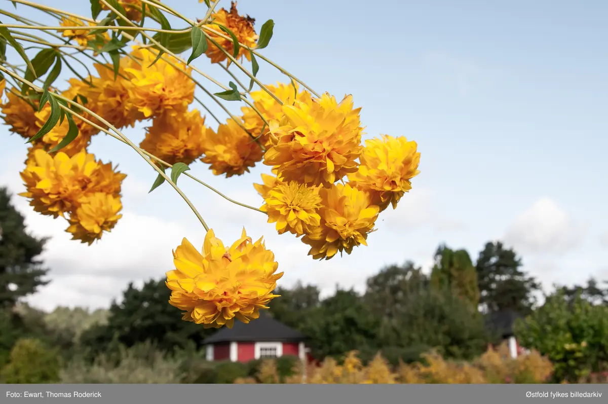Borregaards kolonihage, Opsund i Sarpsborg 2012.

Det var i 1925 at Ellen Wessel, kona til generaldirektøren ved Borregaard, tok initiativ til å anlegge kolonihage på Opsund i Sarpsborg. Kolonihagehyttene skulle være for Borregaards ansatte. Borregaard leide ut tomt, og ga gjerde rundt eiendommen, samt anla veier og vannledning. Det ble bygd 29 hytter på området som var 11 mål stort.  1928 var alle hyttene ferdigbygd. Hyttene hadde to størrelser, 11 og 14 km2, de største var for funksjonærer og de minste for arbeidere. Hver parsell var på 240 km2. 