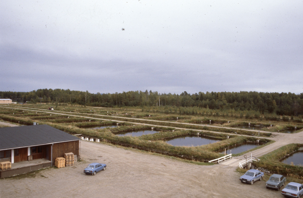 Dambruk, Finland : Utsikt over et dambruk