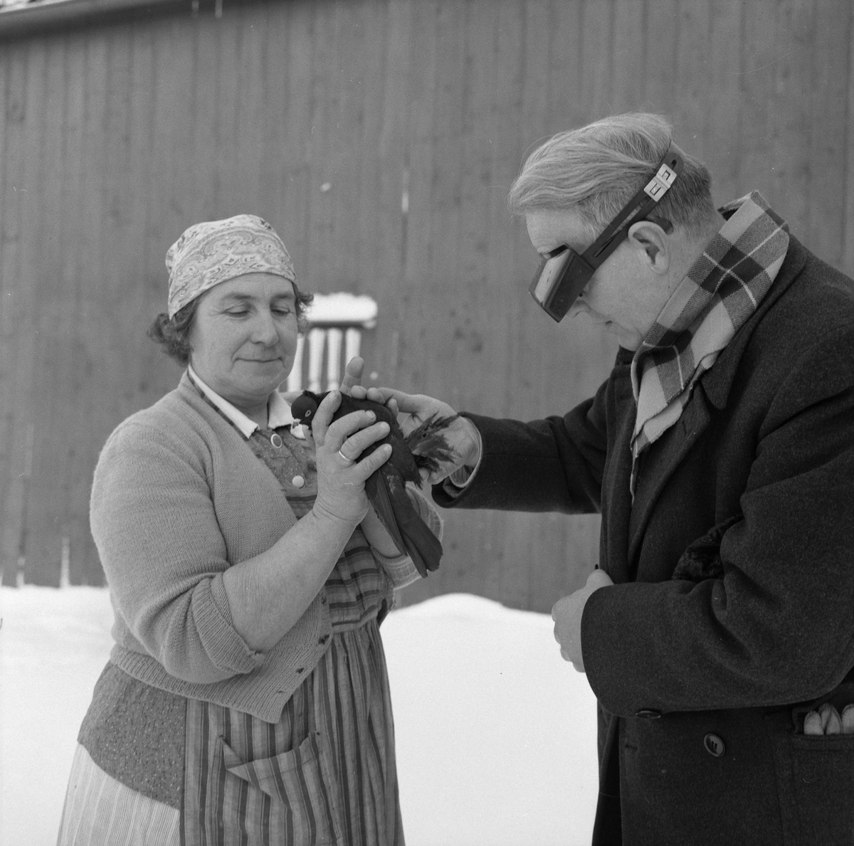 Due på julebesøk på gården Myrset på Reppe