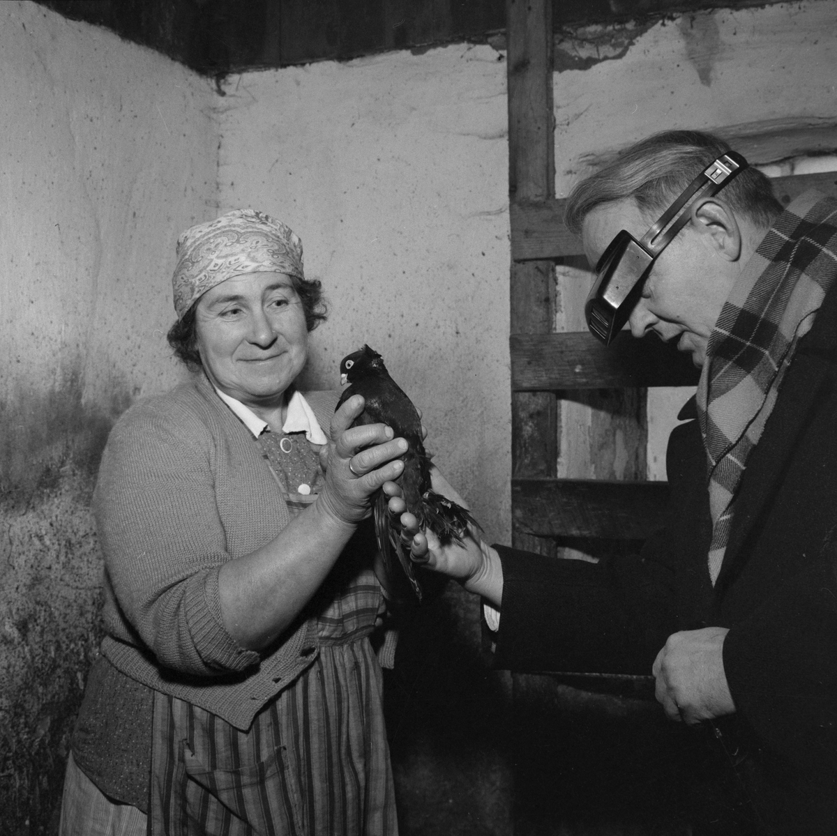 Due på julebesøk på gården Myrset på Reppe