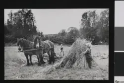 Alle må hjelpe til å berge kornet - store og små.