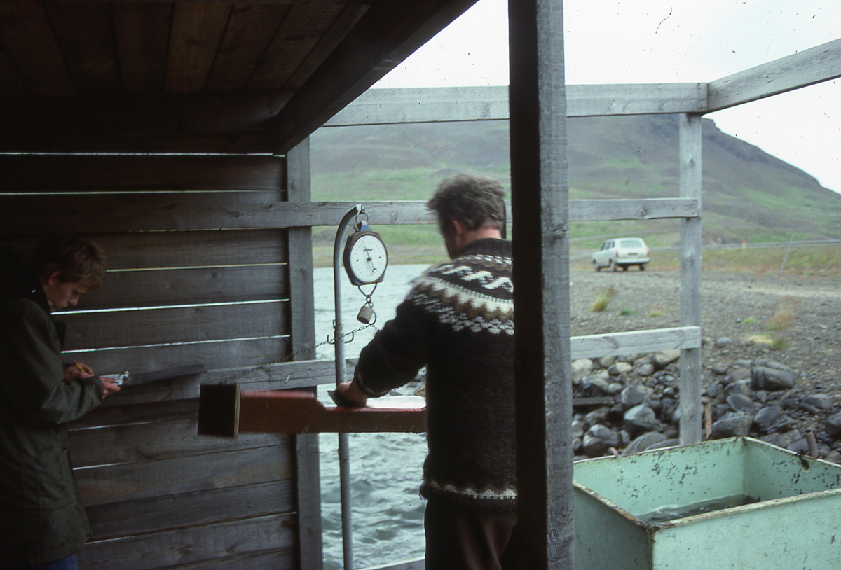 Island : Veiing og måling av fisk