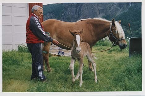 Portrettbilder av lyngshest, samt noen bilder av ridning og gårdsarbeid. Leif Larsen er avbildet på noen av fotografiene. Fra Lyngseidet/Lyngen i 2004.  