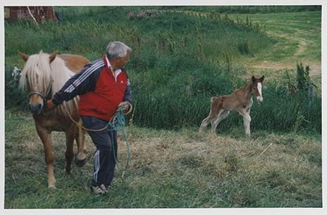 Portrettbilder av lyngshest, samt noen bilder av ridning og gårdsarbeid. Leif Larsen er avbildet på noen av fotografiene. Fra Lyngseidet/Lyngen i 2004.  