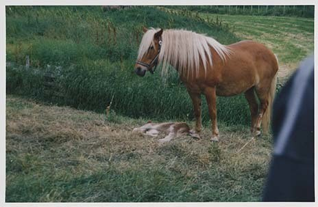 Portrettbilder av lyngshest, samt noen bilder av ridning og gårdsarbeid. Leif Larsen er avbildet på noen av fotografiene. Fra Lyngseidet/Lyngen i 2004.  