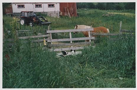 Portrettbilder av lyngshest, samt noen bilder av ridning og gårdsarbeid. Leif Larsen er avbildet på noen av fotografiene. Fra Lyngseidet/Lyngen i 2004.  