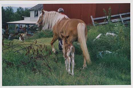 Portrettbilder av lyngshest, samt noen bilder av ridning og gårdsarbeid. Leif Larsen er avbildet på noen av fotografiene. Fra Lyngseidet/Lyngen i 2004.  