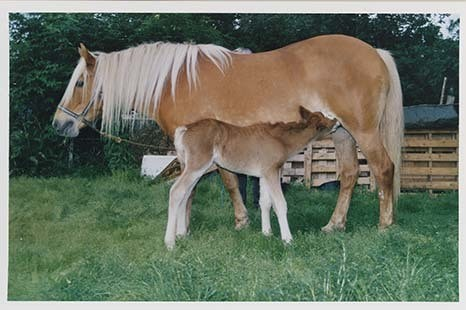 Portrettbilder av lyngshest, samt noen bilder av ridning og gårdsarbeid. Leif Larsen er avbildet på noen av fotografiene. Fra Lyngseidet/Lyngen i 2004.  