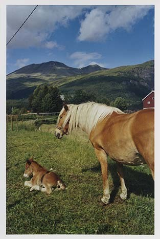 Portrettbilder av lyngshest, samt noen bilder av ridning og gårdsarbeid. Leif Larsen er avbildet på noen av fotografiene. Fra Lyngseidet/Lyngen i 2004.  