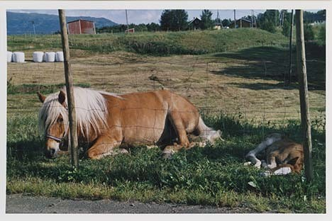 Portrettbilder av lyngshest, samt noen bilder av ridning og gårdsarbeid. Leif Larsen er avbildet på noen av fotografiene. Fra Lyngseidet/Lyngen i 2004.  