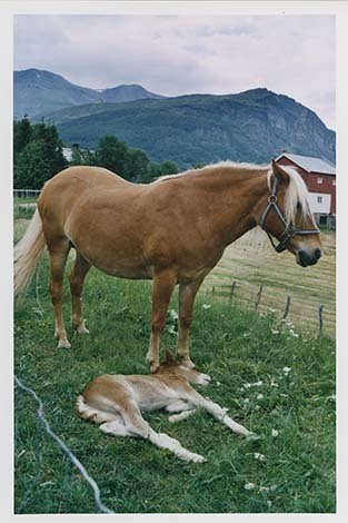 Portrettbilder av lyngshest, samt noen bilder av ridning og gårdsarbeid. Leif Larsen er avbildet på noen av fotografiene. Fra Lyngseidet/Lyngen i 2004.  