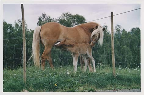 Portrettbilder av lyngshest, samt noen bilder av ridning og gårdsarbeid. Leif Larsen er avbildet på noen av fotografiene. Fra Lyngseidet/Lyngen i 2004.  
