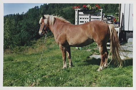 Portrettbilder av lyngshest, samt noen bilder av ridning og gårdsarbeid. Leif Larsen er avbildet på noen av fotografiene. Fra Lyngseidet/Lyngen i 2004.  